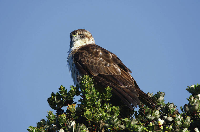 State penalties strengthened for harming native wildlife