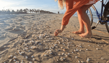 woman collecting seashells on beach