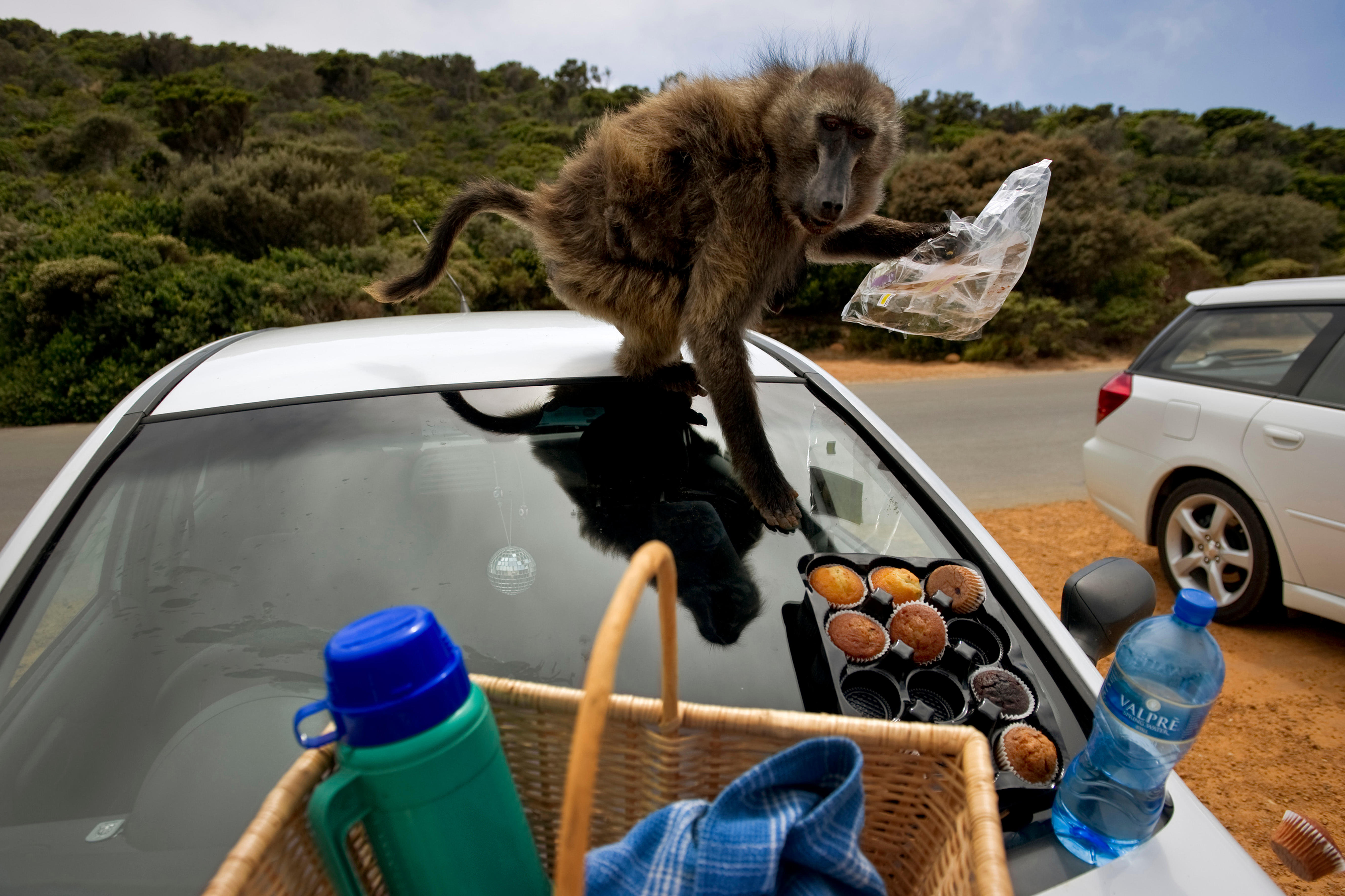 Baboon stealing muffins from a car.