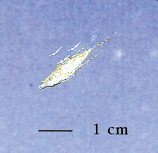 A watery, white smear about 8 mm to 15 mm in length