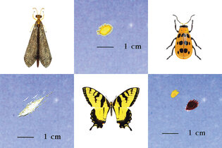 A three-by-three grid of insects and unidentified splatter. 