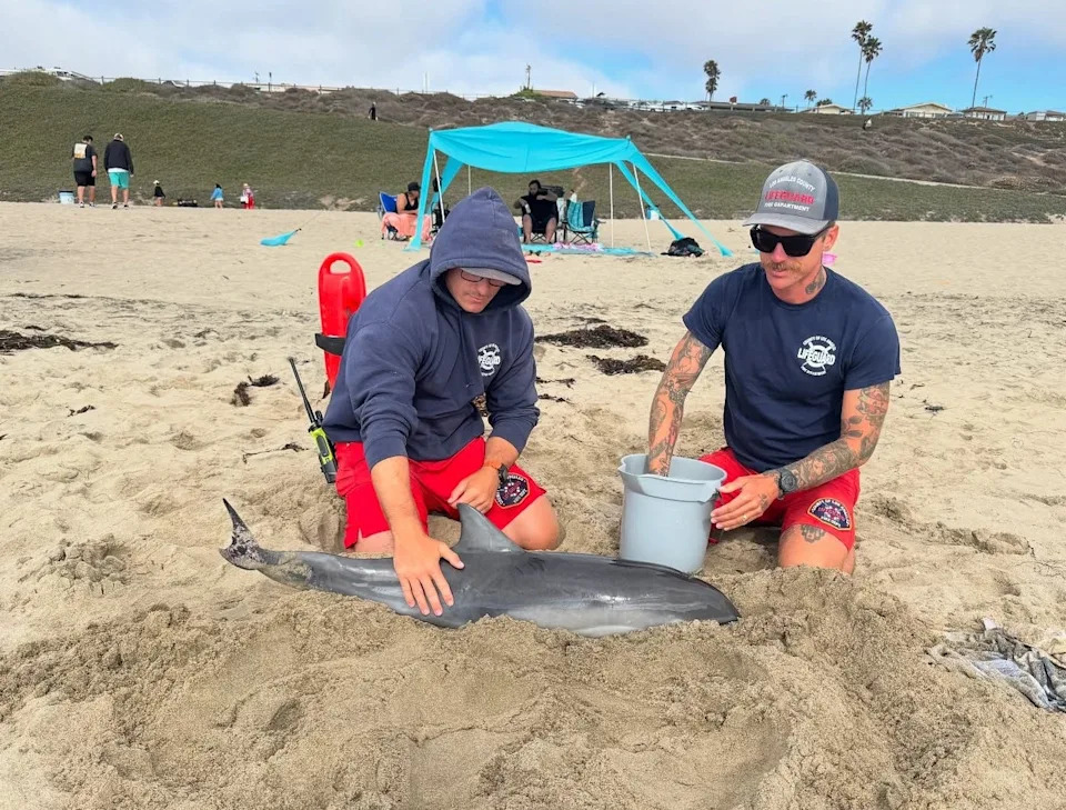 Los Angeles County Fire Department lifeguards help rescue a stranded juvenile dolphin at Torrance Beach on Tuesday, July 22, 2025.