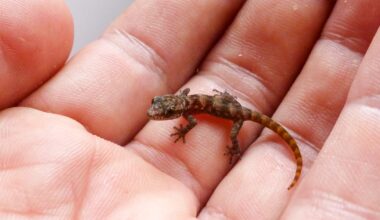 phyllodactylus maresi