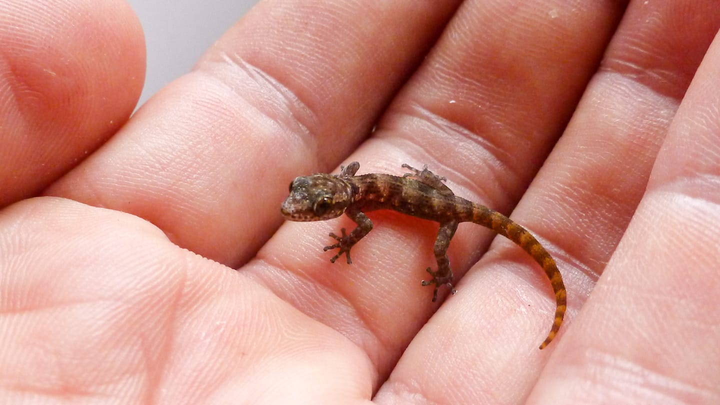 phyllodactylus maresi