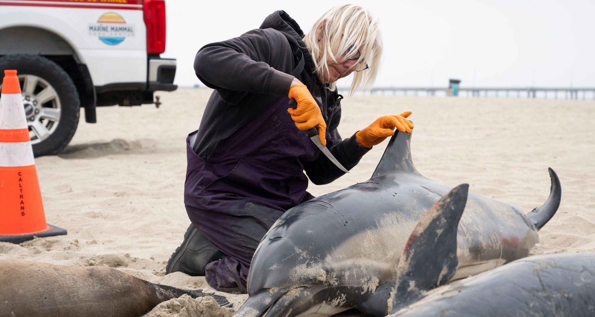 Meet LA’s detective for dead marine mammals