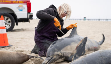 Meet LA’s detective for dead marine mammals