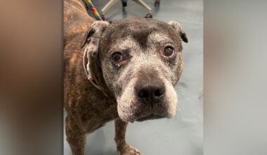 Animal Care Centers of NYC suspends intake as number of shelter pets hits bursting point