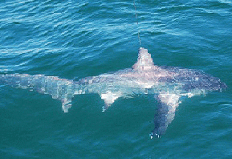 Great white sharks, like this one swimming in a blue/green sea, don't find humans to be very tasty. (Courtesy photo)