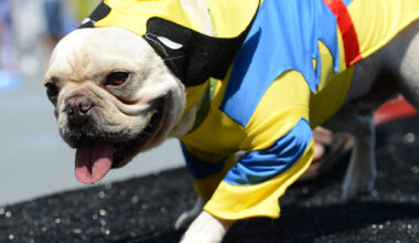 From PAWmicon to Summer Block Party – San Diego Union-Tribune