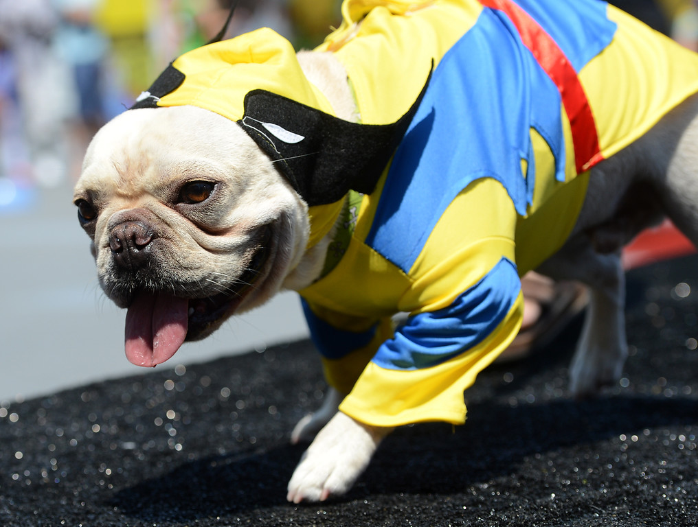 From PAWmicon to Summer Block Party – San Diego Union-Tribune