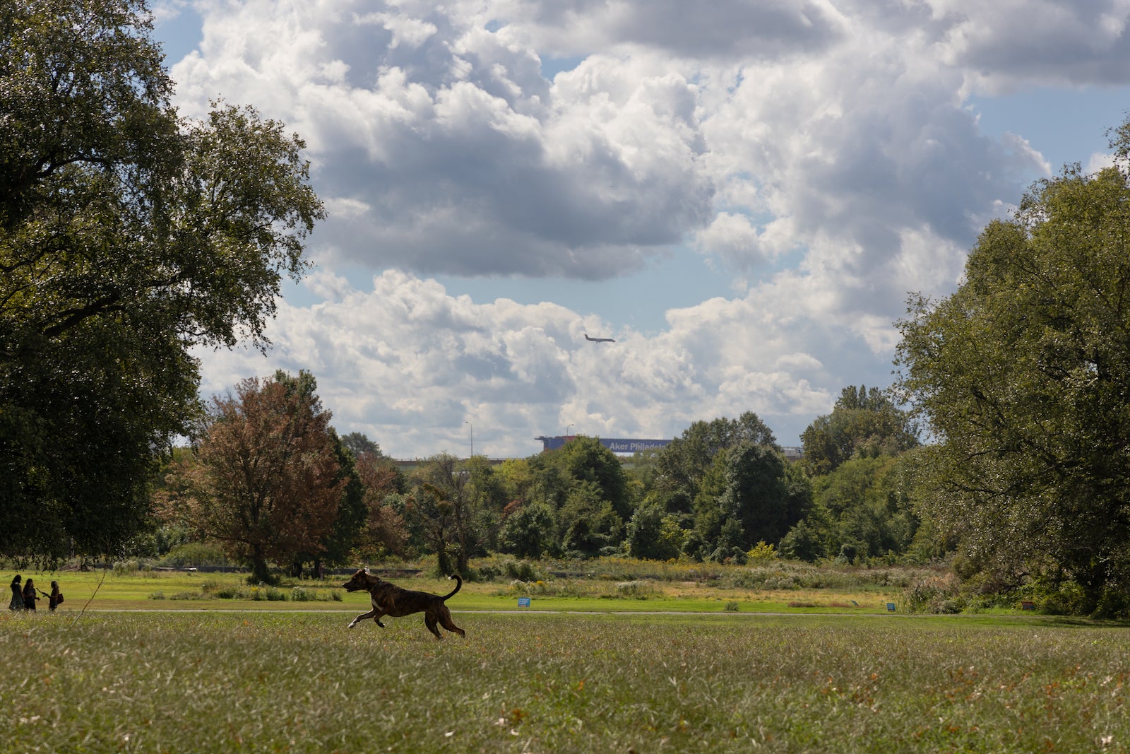 a dog running in a park