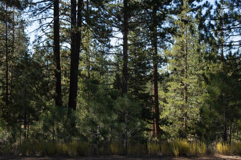 An eye-level view of green Douglas fir trees during a sunny afternoon.