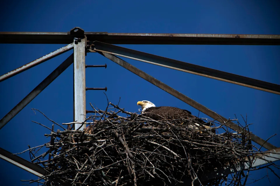 A bald eagle sits on its clutch of eggs in the nest atop a power line tower.