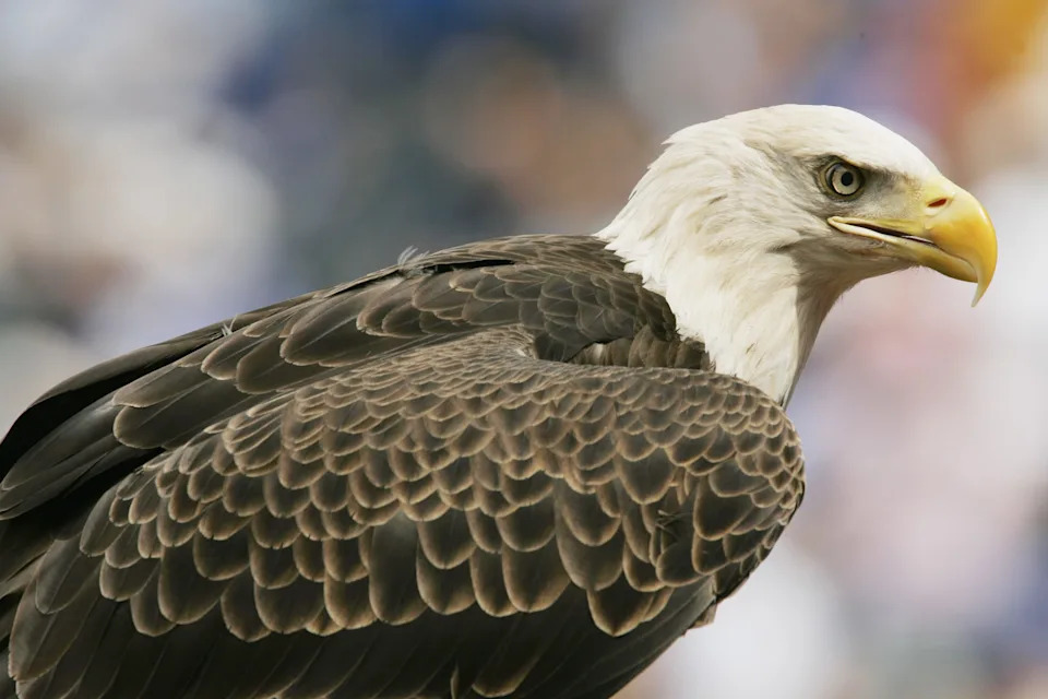 A bald eagle fulfills its opening day role.