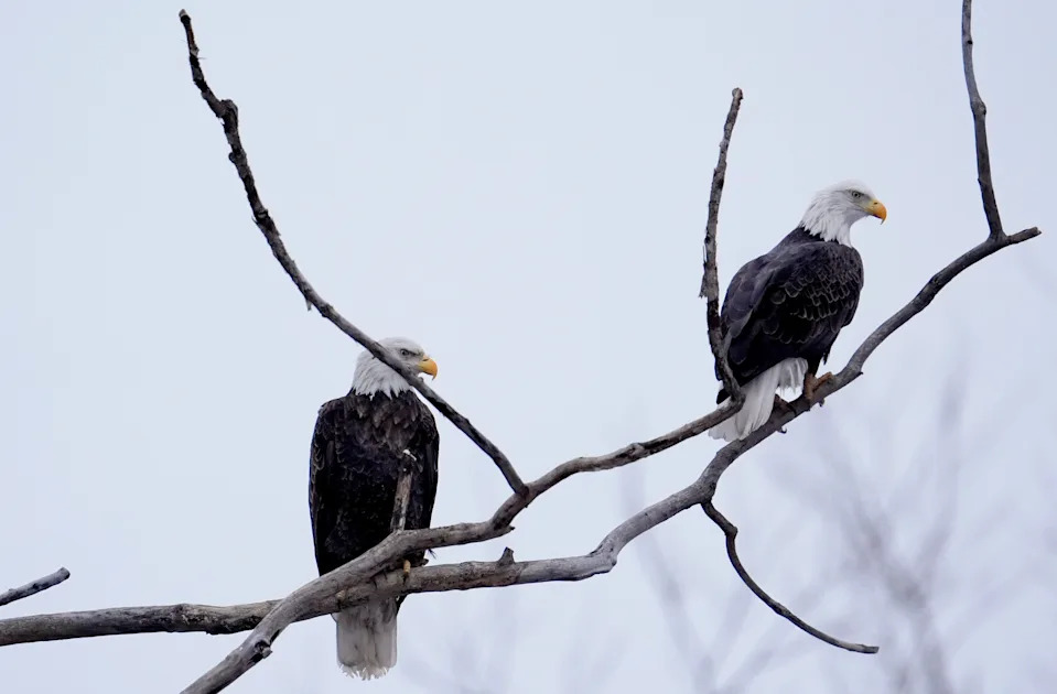Bald Eagles perch in a tree near the Iowa River.