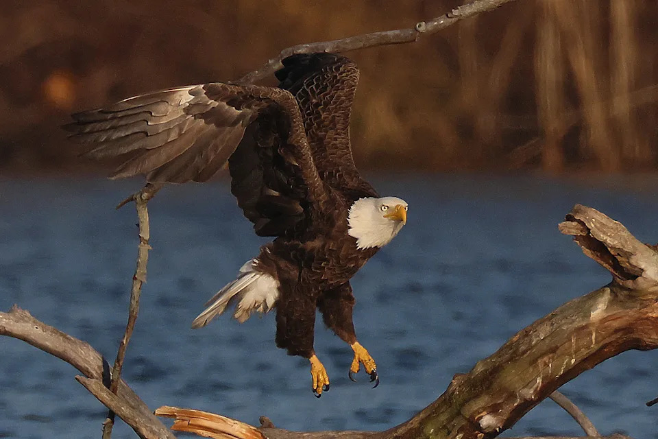 A bald eagle flies.
