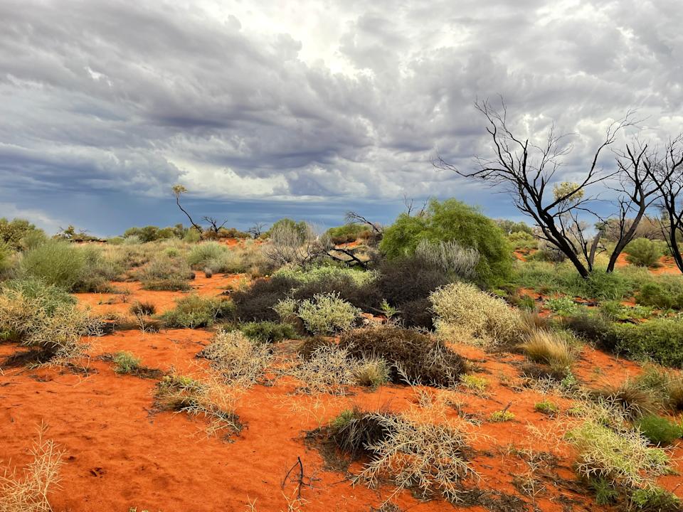 The red desert landscape at the Arid Recovery Reserve.