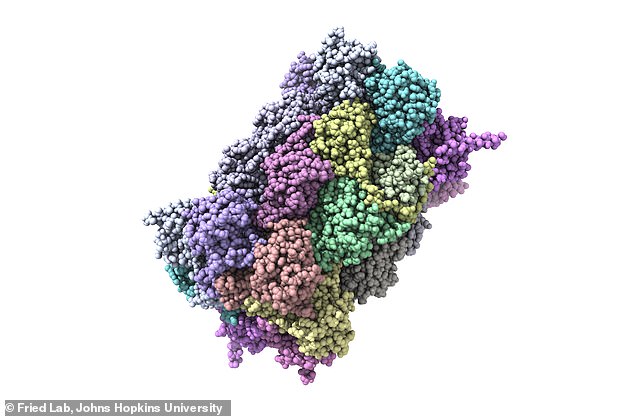 On examination, they found that over 200 proteins were misfolded in the cognitively impaired rats