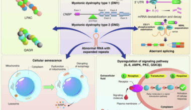 Molecular genetics of myotonic dystrophy and the evolution of therapeutic approaches
