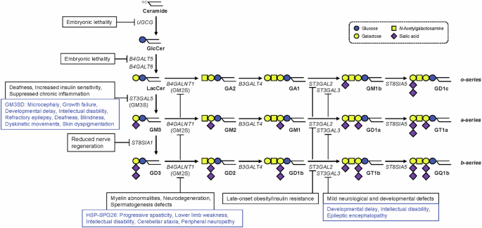 When ganglioside pathways go awry: congenital disorders and experimental insights
