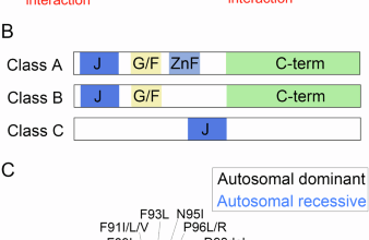 Molecular genetics of J-domain protein-related chaperonopathies in skeletal muscle