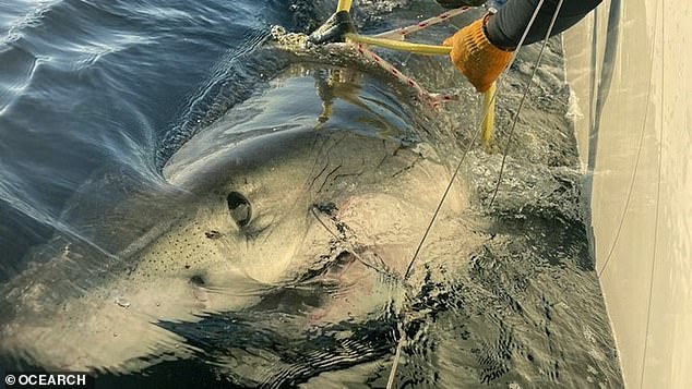 The catch comes days after a colossal great white shark was tracked swimming alarmingly close to one of America's top summer vacation spots