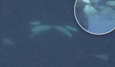 Killer orcas filmed French-kissing for the first time: 'Gentle, face-to-face oral contact'