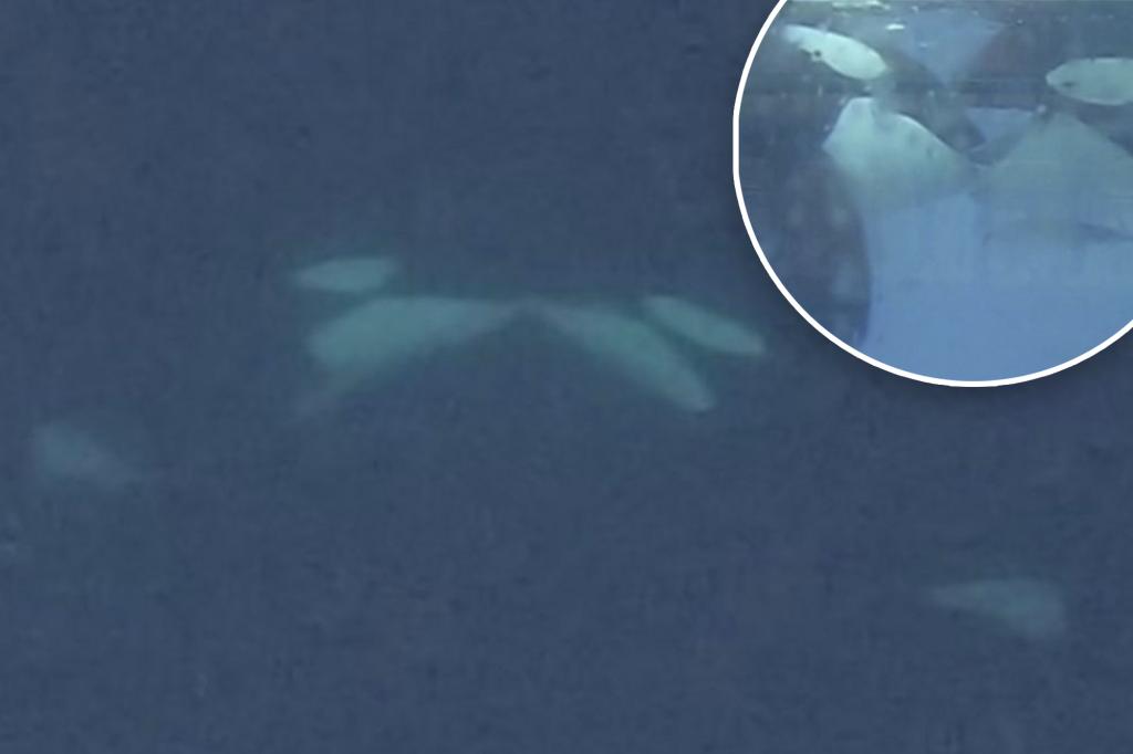 Killer orcas filmed French-kissing for the first time: 'Gentle, face-to-face oral contact'