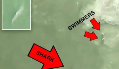 Another shark spotted 100 feet away from swimmers at Rockaway Beach, prompting closure