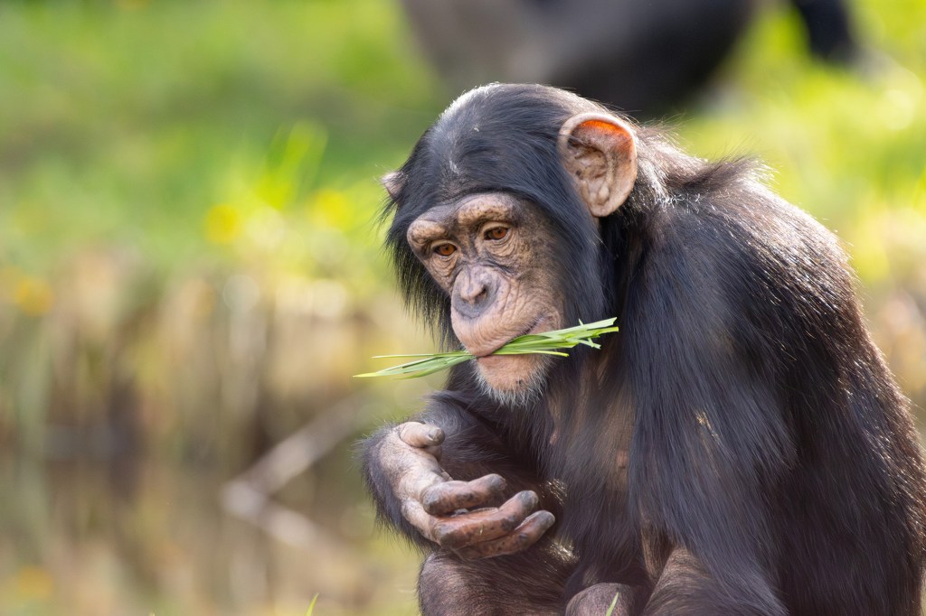 Chimpanzee eating grass.