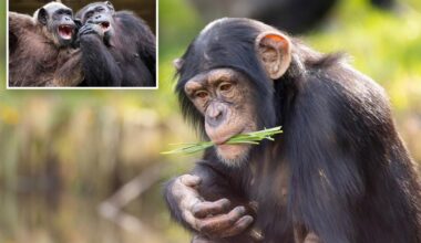 Chimpanzees engage in cheeky trendsetting behavior