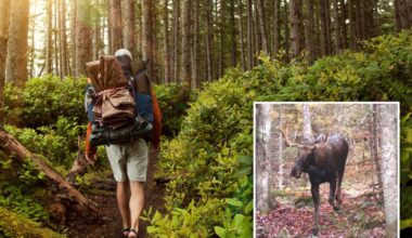 Stubborn moose refuses to budge, keeping popular NY hiking trail closed for more than a month