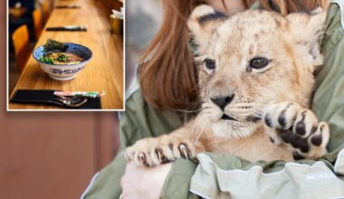 Restaurant slammed for offering lion cub snuggles with meal