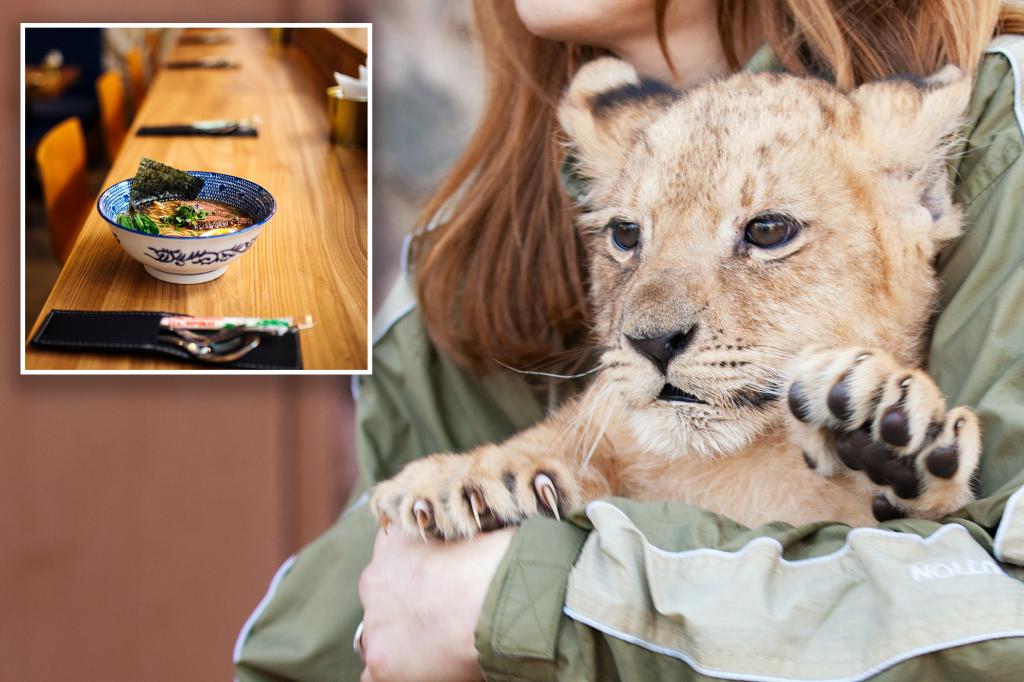 Restaurant slammed for offering lion cub snuggles with meal
