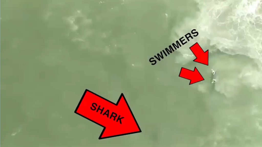 Illustration of a shark spotted near swimmers at Rockaway Beach.