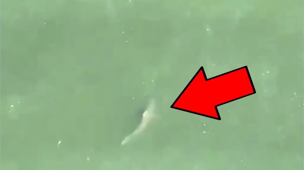 Shark spotted near swimmers at Rockaway Beach.