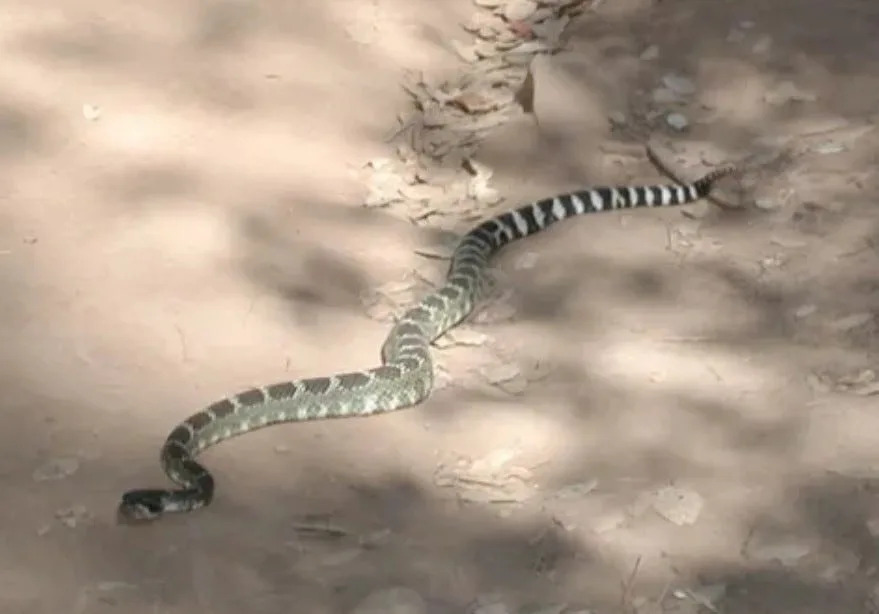 Northern Pacific rattlesnake is a subspecies of the Western rattlesnake.