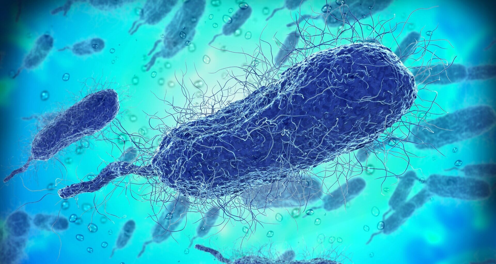 An illustration of Vibrio vulnificus bacteria.