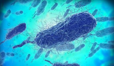 An illustration of Vibrio vulnificus bacteria.