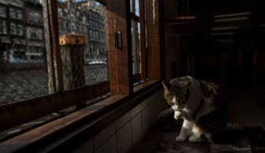 Amsterdam is installing hundreds of tiny staircases along its canals to keep wildlife safe