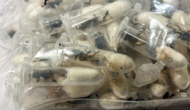 German customs officials find 1,500 tarantulas hidden in cake boxes at airport