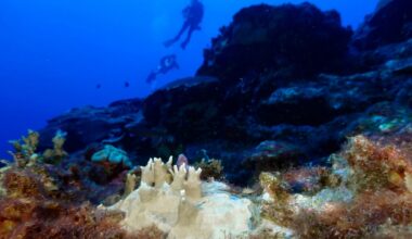 Marine heatwaves may have driven the world’s oceans to a critical tipping point, scientists warn