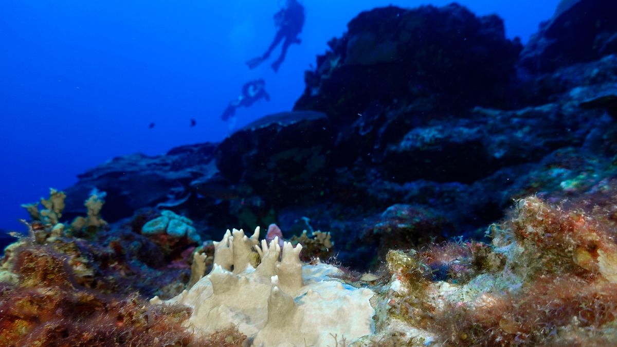 Marine heatwaves may have driven the world’s oceans to a critical tipping point, scientists warn