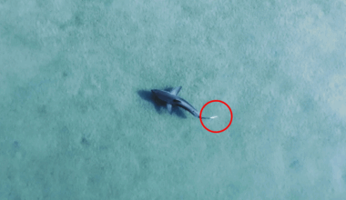 Drone Footage Shows Great White Shark Swimming In Australian Lake