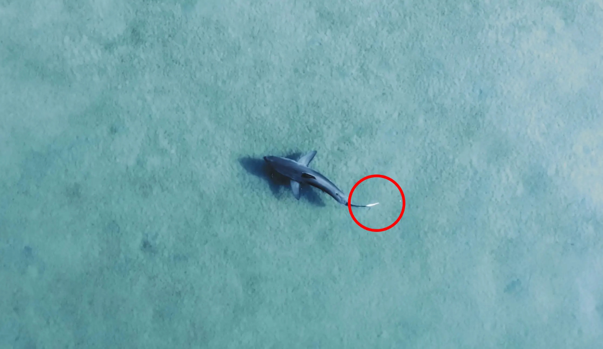 Drone Footage Shows Great White Shark Swimming In Australian Lake