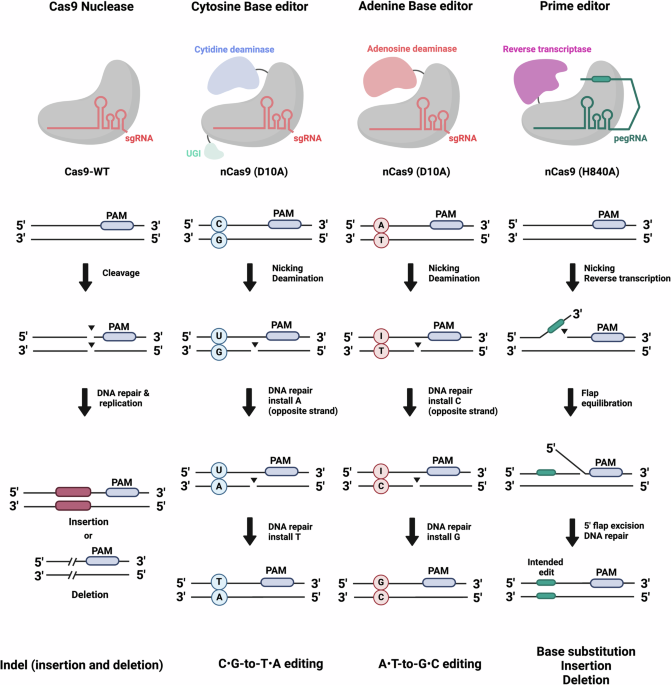 Emerging trends in prime editing for precision genome editing