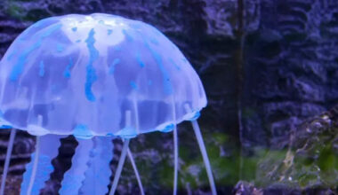 10 animals that can survive without oxygen