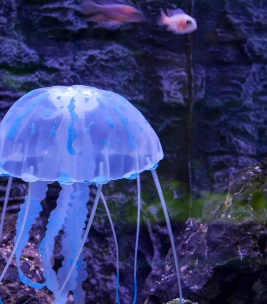 10 animals that can survive without oxygen