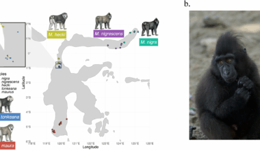Exome analysis reveals species divergence in TYR and identifies species genetic markers in five endemic Macaca species on Sulawesi Island | BMC Ecology and Evolution