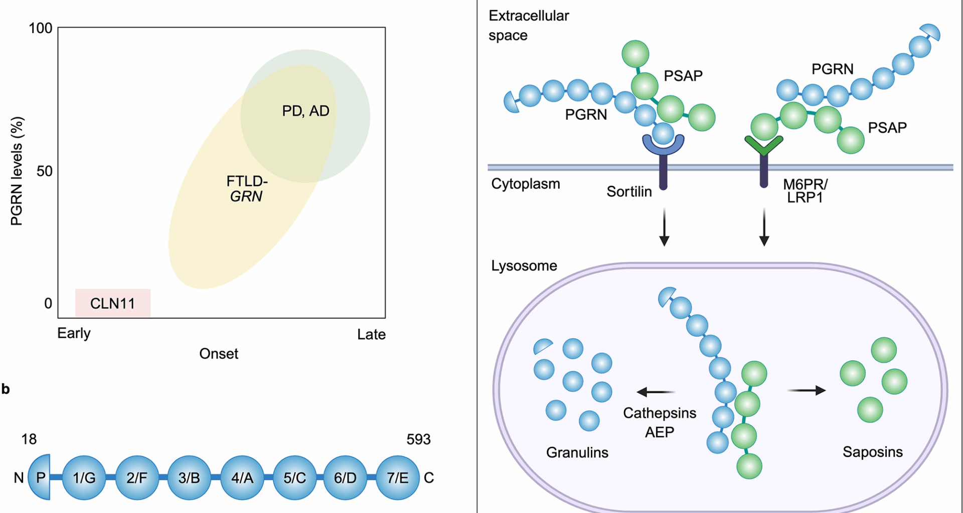 The role of endolysosomal progranulin and TMEM106B in neurodegenerative diseases | Molecular Neurodegeneration
